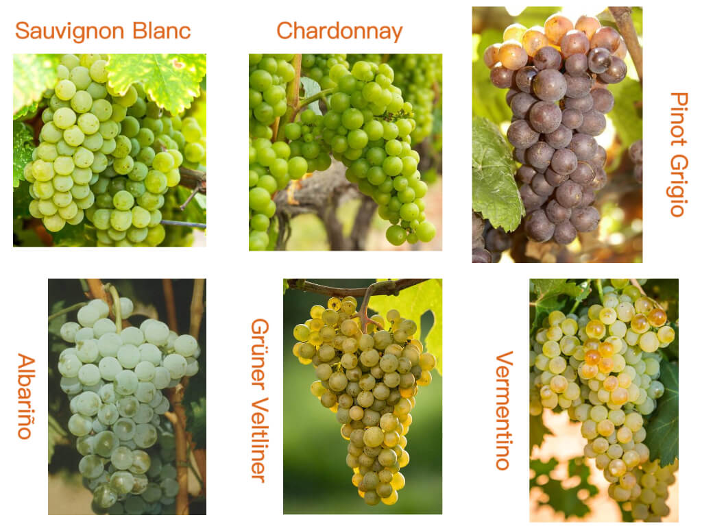 A Full Guide to Dry White Wines