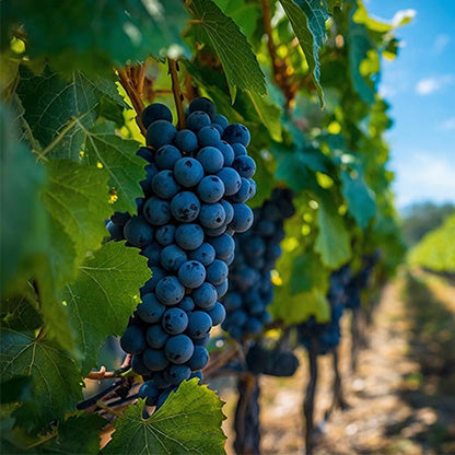 Wine Alcohol Content Explained: ABV, Influencing Factors, and Quality