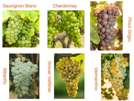 A Full Guide to Dry White Wines